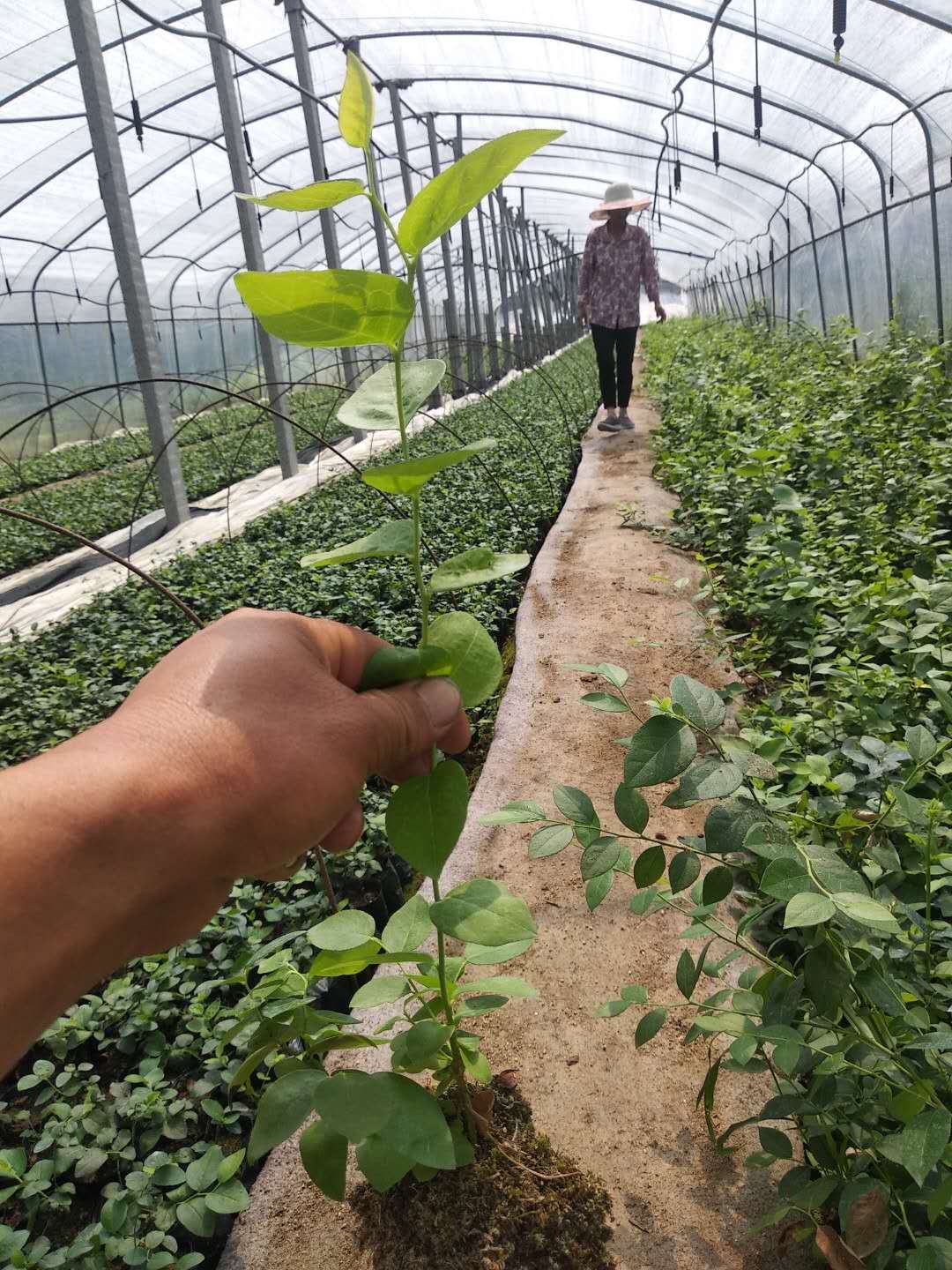 佛山蓝莓一年裸根苗-蓝莓一年裸根苗批发价格-蓝莓苗厂家直销-蓝莓苗采购电话图片