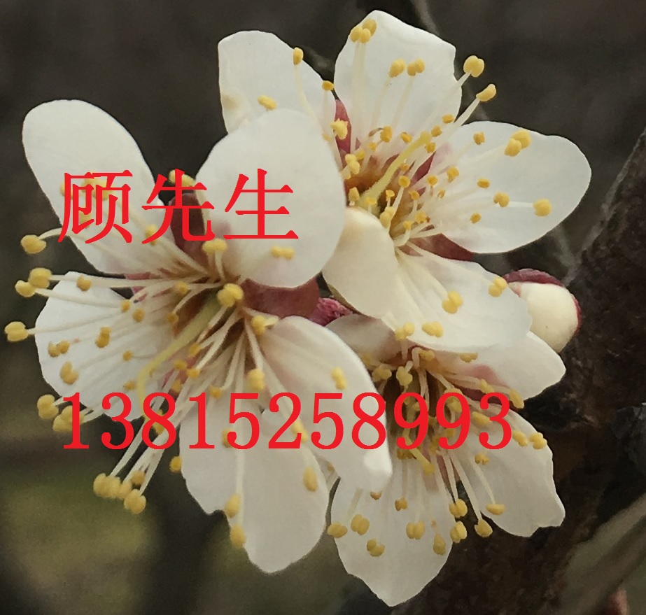 苏州梅花树，红绿梅，大型梅花树桩，苏州梅花园苗圃，苏州绿化苗木基地，花木苗木市场图片