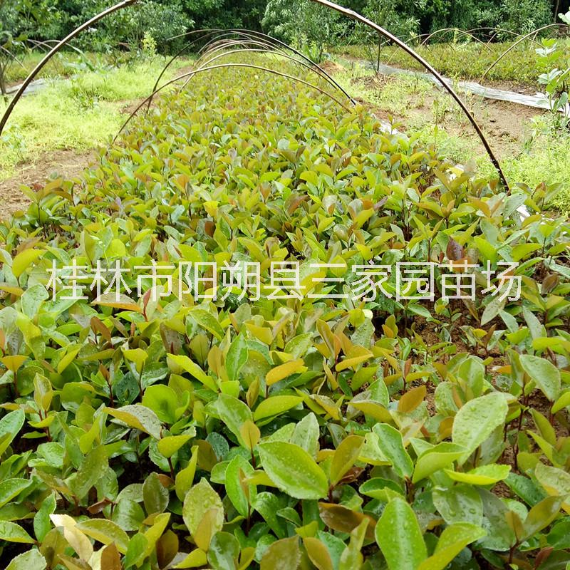 广西油茶苗大果油茶小苗油茶实生苗图片