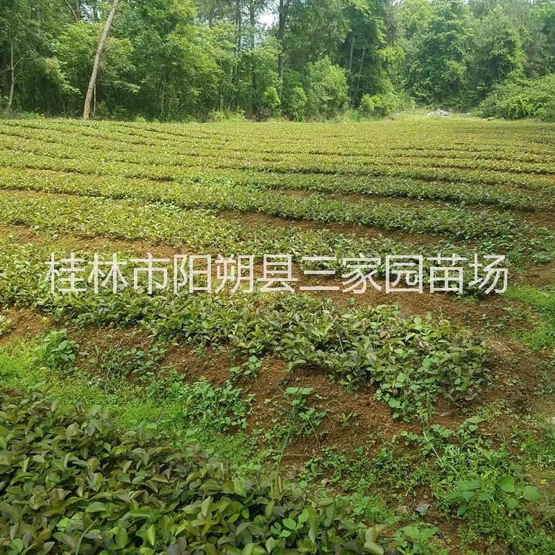 广西油茶芽苗价格  桂林广西油茶苗 广西油茶苗商铺