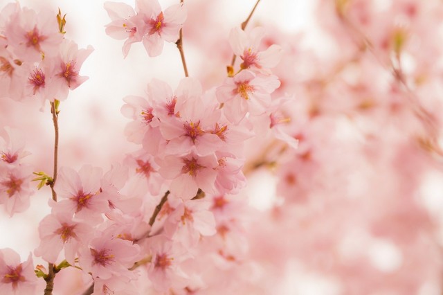 樱花培育基地樱花 樱花培育基地 樱花价格