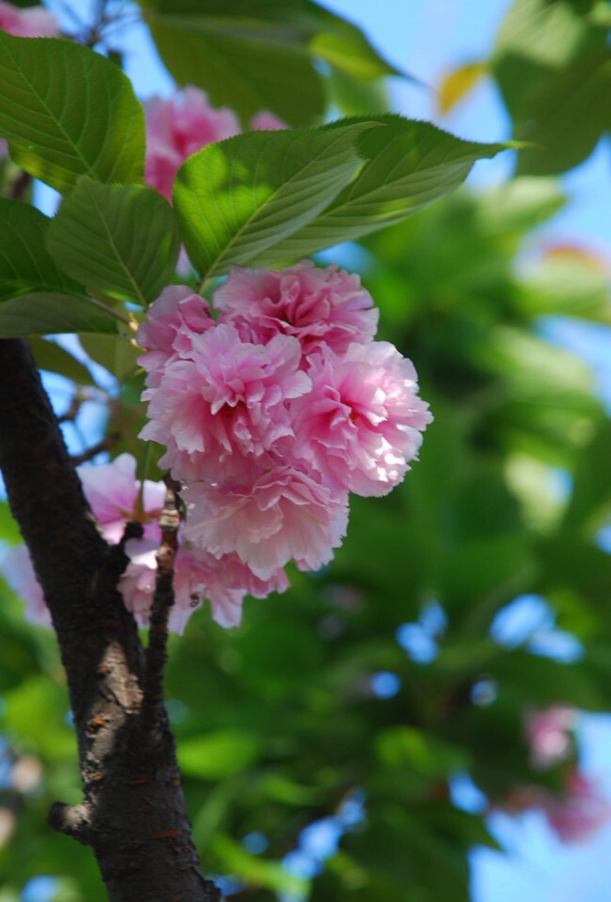 临沂市樱花培育基地厂家