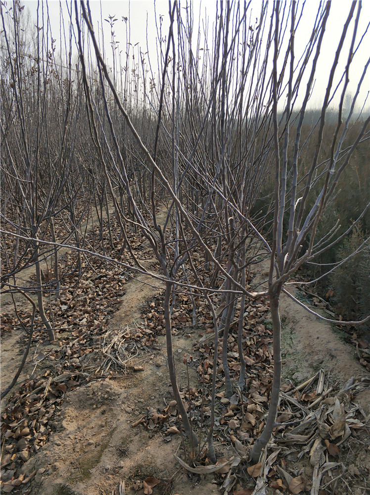 山东苹果树苗大全图片