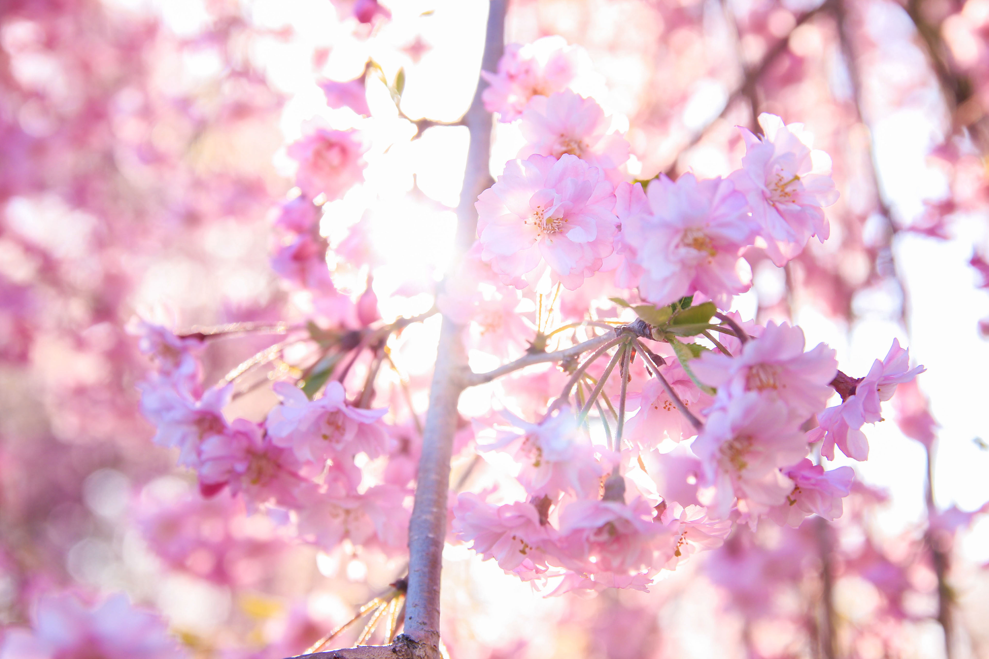 临沂市樱花培育基地厂家樱花 樱花培育基地 樱花价格