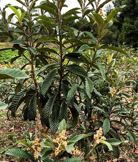 枇杷苗木 枇杷苗木种植基地 枇杷苗木种植基地图片