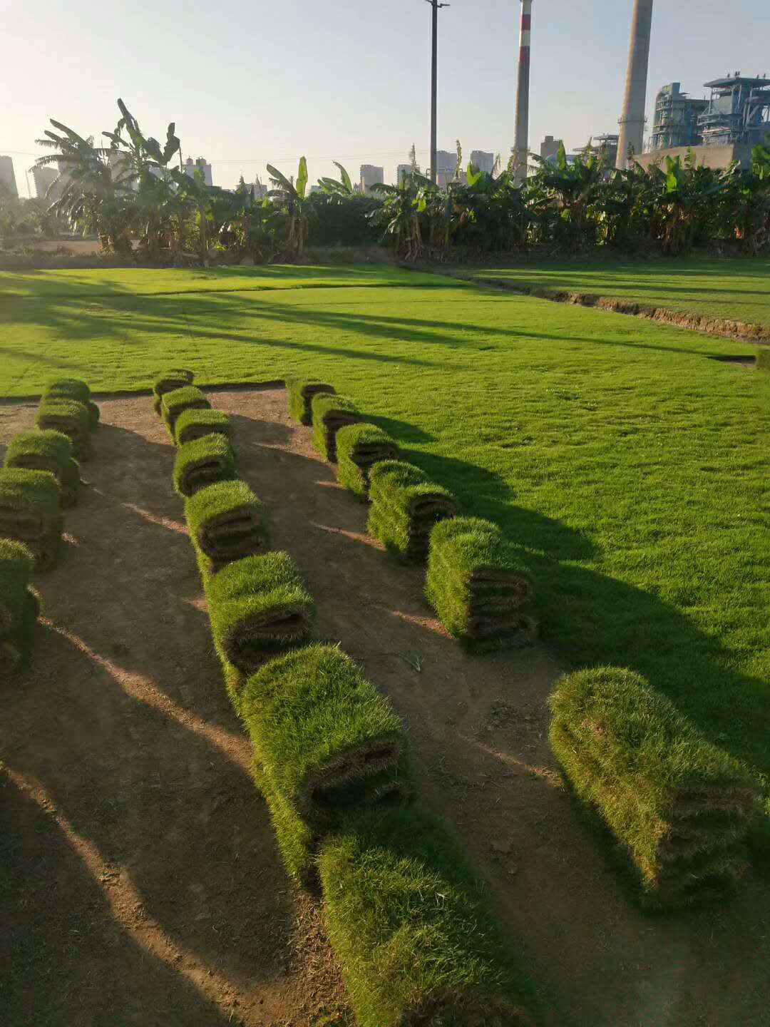 中山马尼拉草种植基地  什么时间种植马尼拉草效果比较好？ 马尼拉草坪