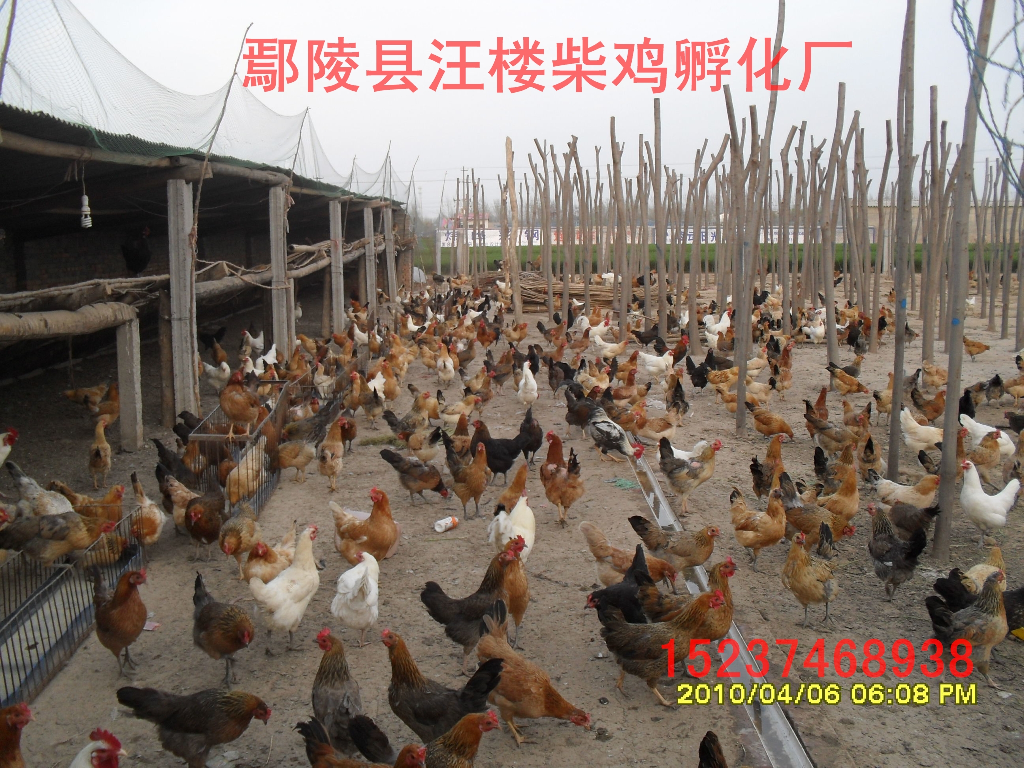 許昌純柴雞苗圖片