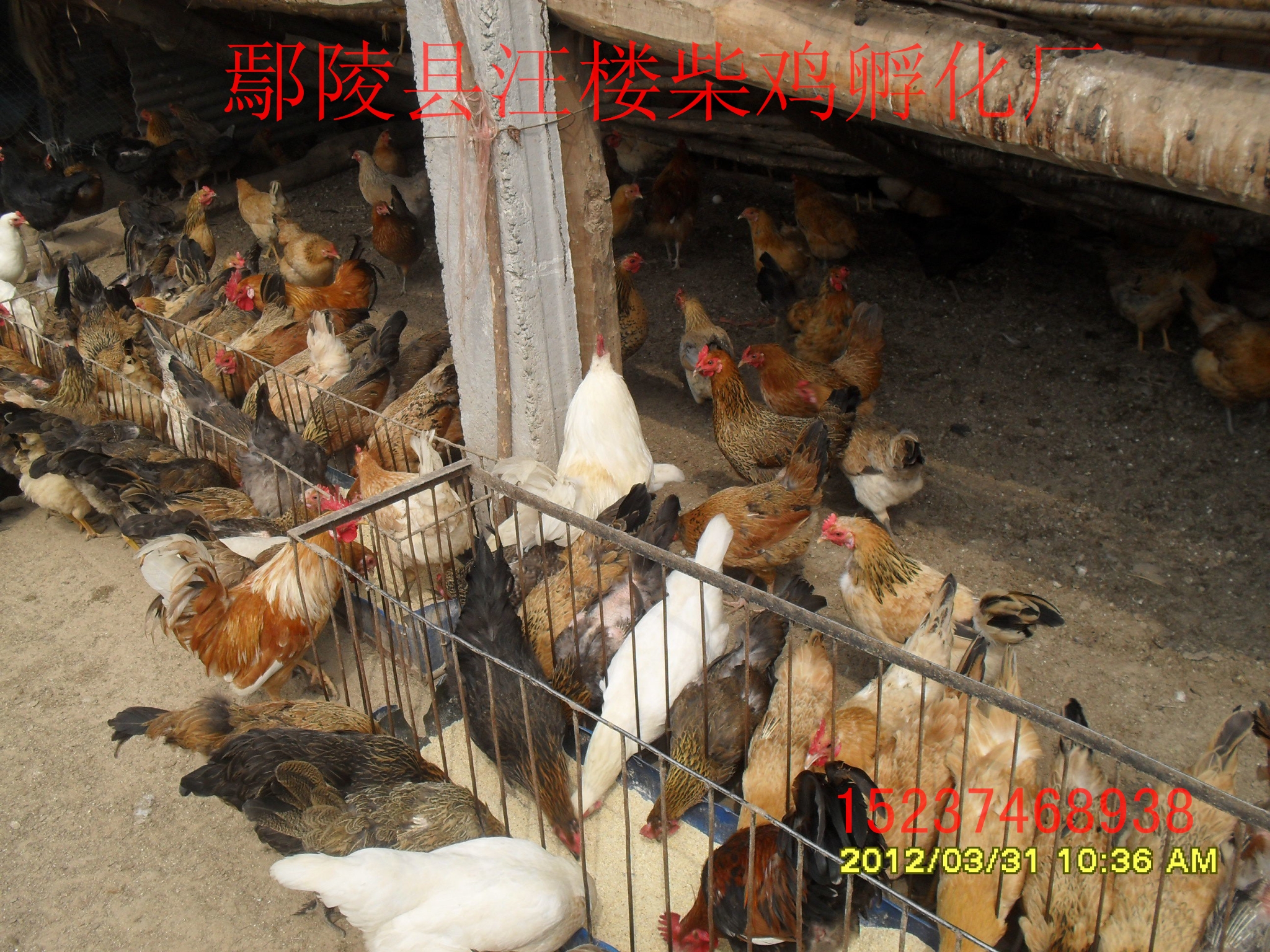 許昌純柴雞苗圖片/許昌純柴雞苗樣板圖 (2)