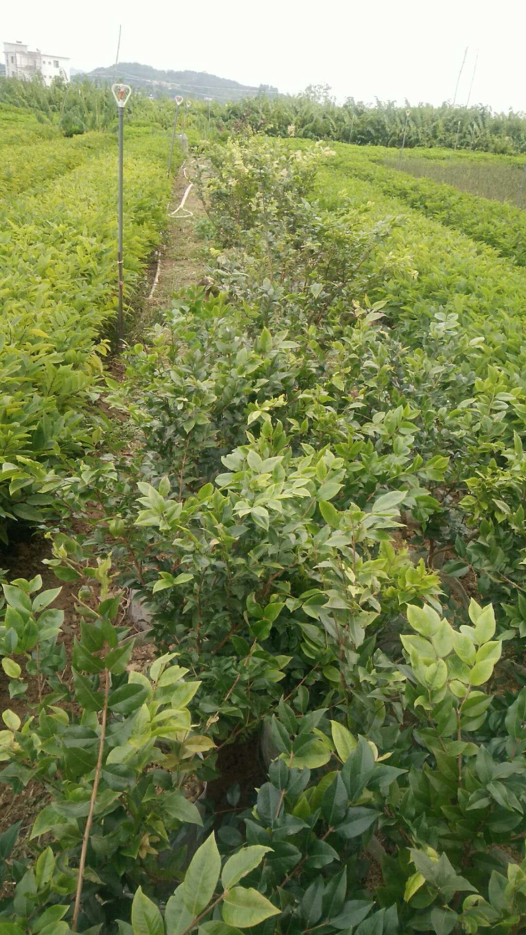 树葡萄 树葡萄苗基地 树葡萄苗采购 树葡萄苗价格 福建树葡萄苗 优质树葡萄苗 树葡萄苗供应商 树葡萄苗批发价图片