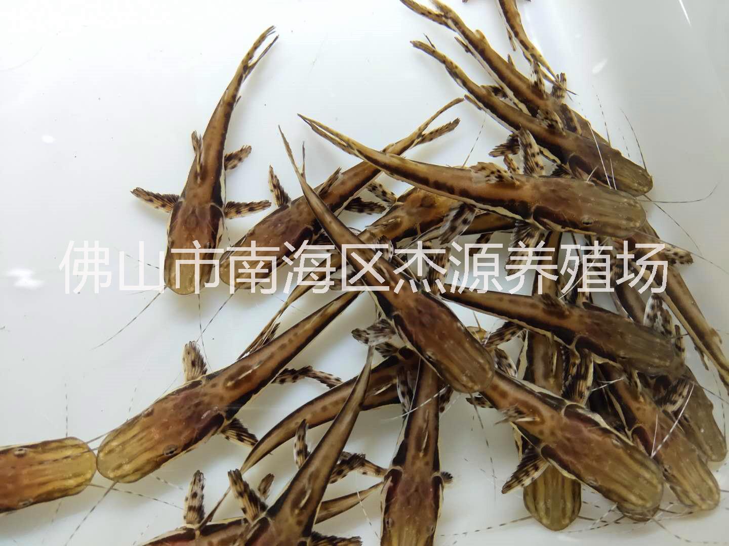 佛山虎皮斑马鸭嘴鲨-佛山虎皮斑马鸭嘴鲨养殖场/厂家批发价格图片