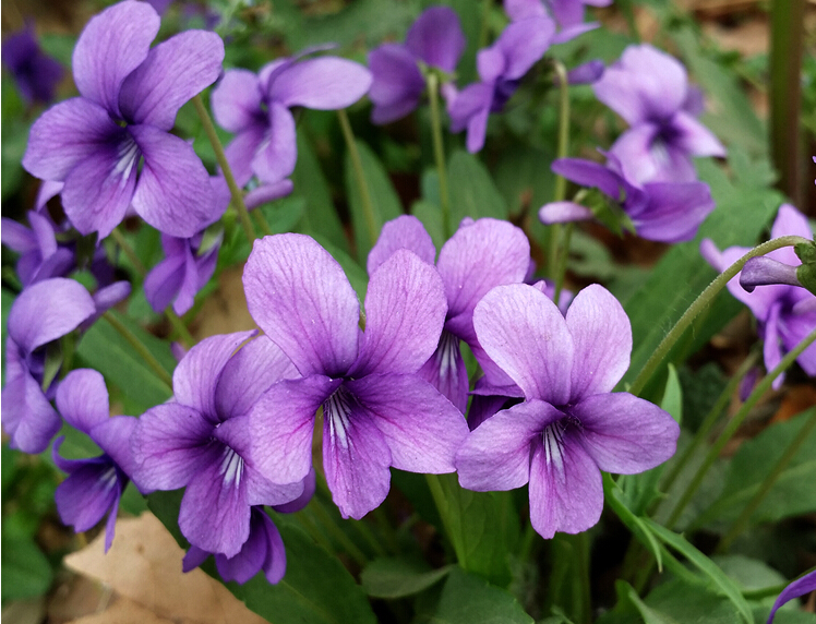 紫花地丁圖片/紫花地丁樣板圖 (3)