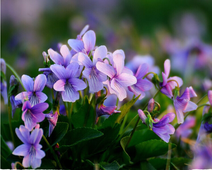 紫花地丁 安徽亳州廠家種植紫花地丁 訂購(gòu)熱線：13856700038
