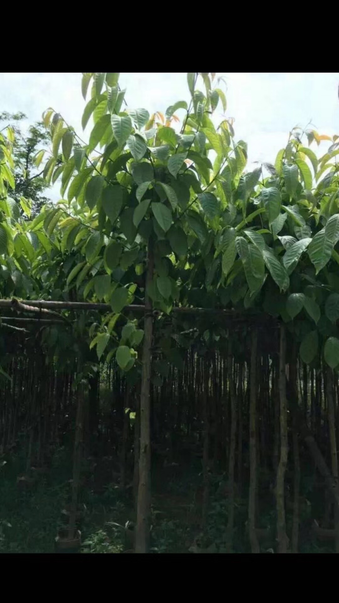 揭阳大叶紫薇 大叶紫薇基地 大叶紫薇批发 大叶紫薇批发价格 优质大叶紫薇 揭阳优质大叶紫薇 大叶紫薇供货商 大叶紫薇报价