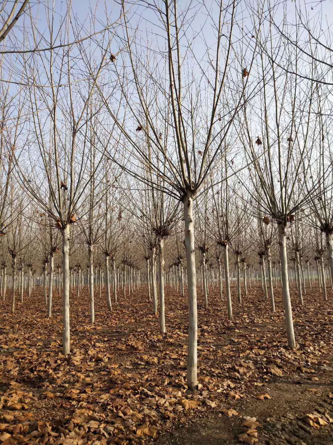 菏泽市法桐厂家新疆速生法桐种植基地直供批发报价多少钱、法桐供应商