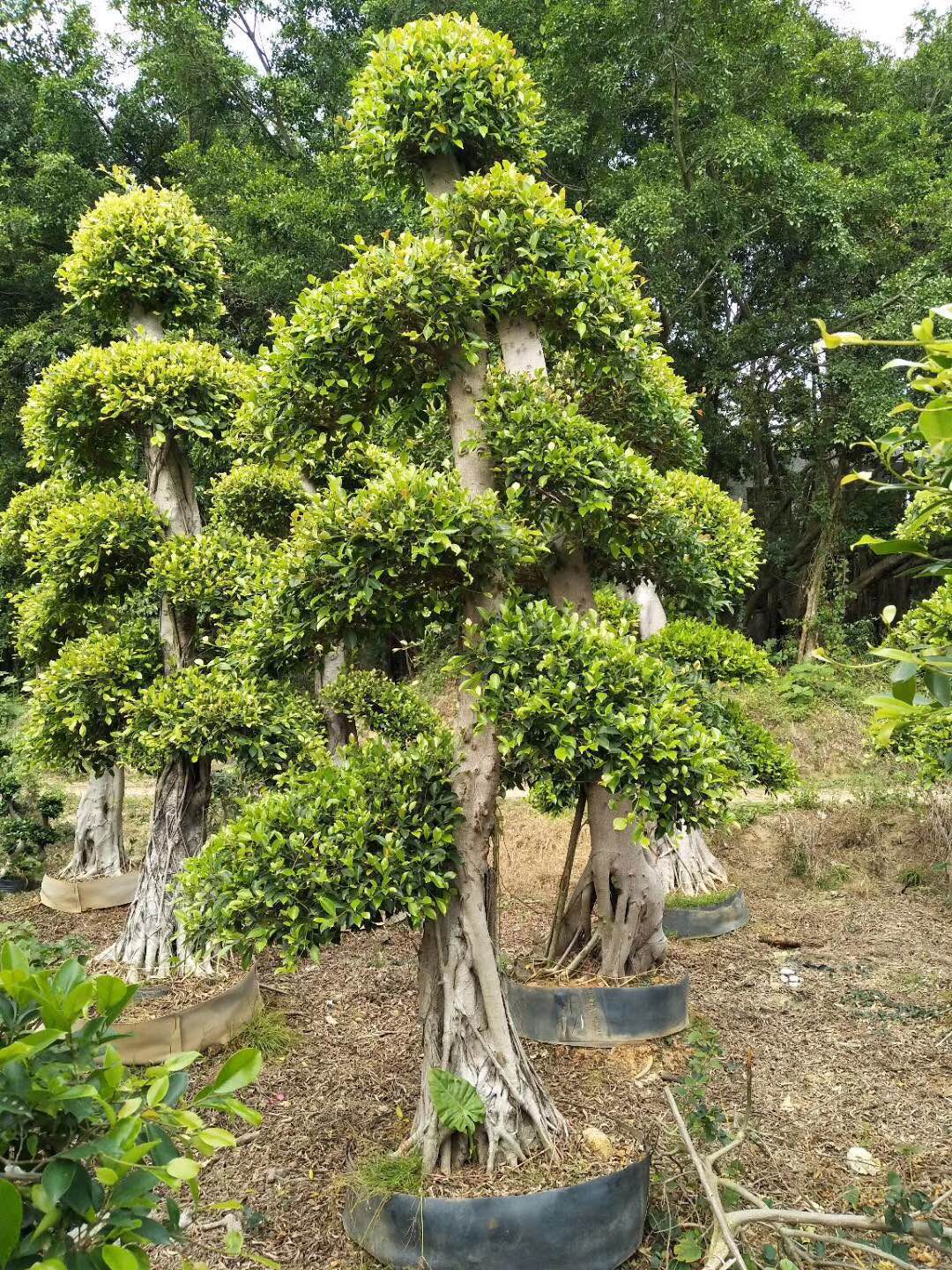 福建小叶榕造型树 小叶榕造型树种植 小叶榕造型树价格 小叶榕造型树种植基地 福建小叶榕造型树哪家好 小叶榕造型树多少钱图片