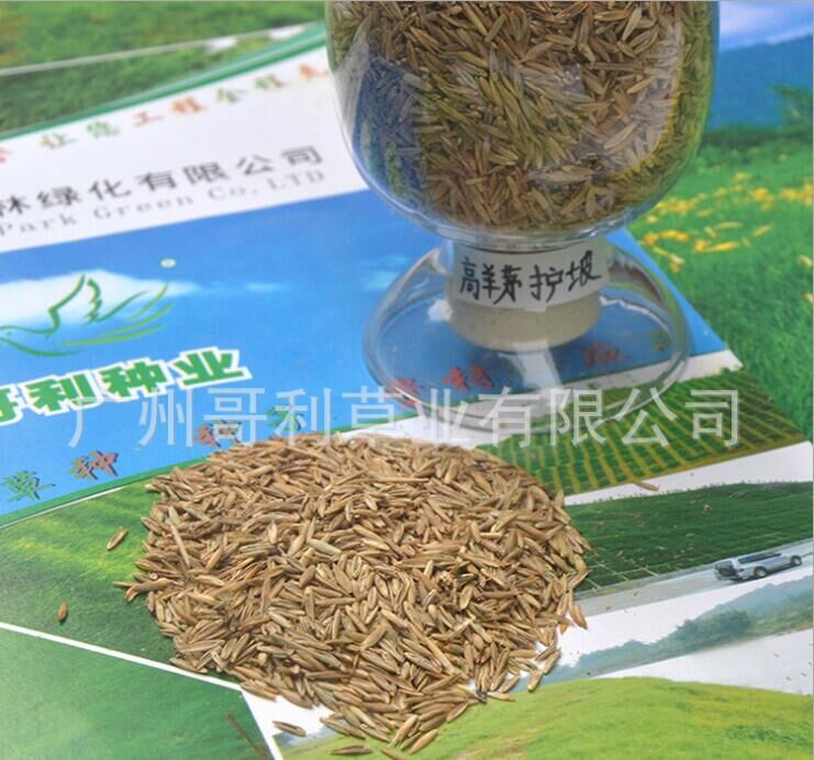 草坪草种-护坡型高羊茅草籽-工程绿化护坡防护型草坪草籽厂家图片