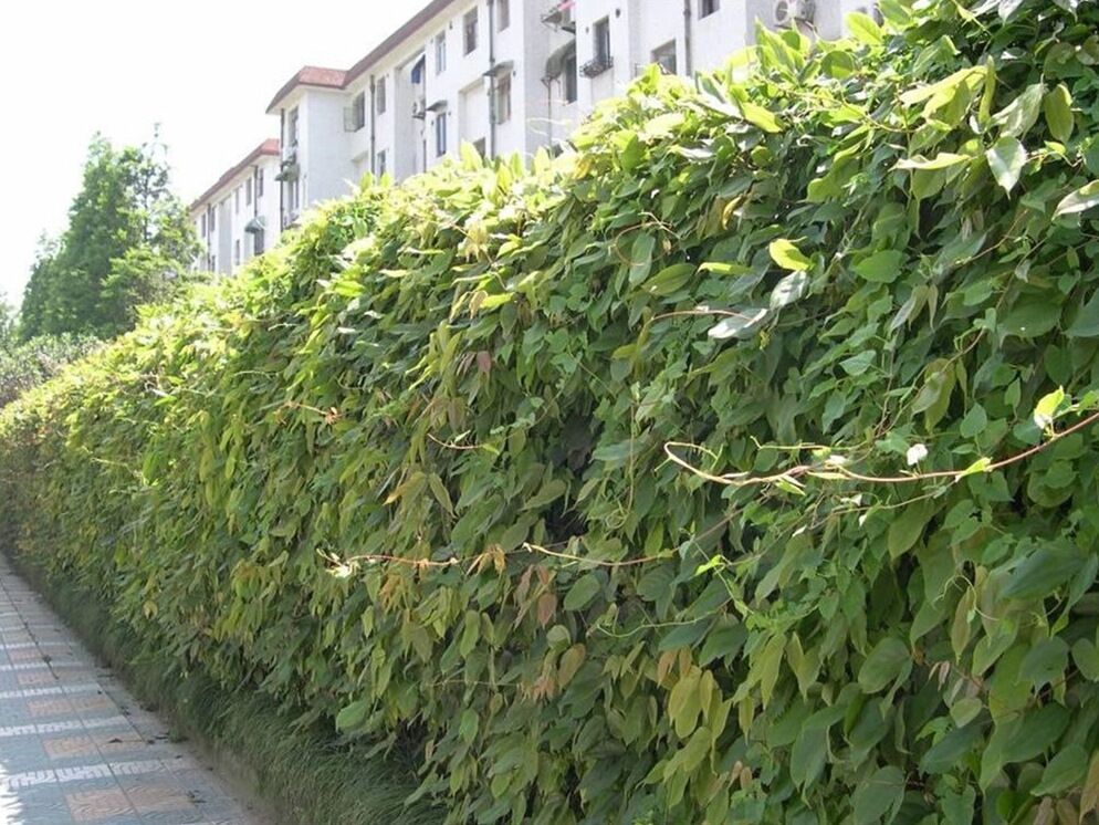 供应油麻藤种子-爬藤类植物种子批发-爬藤植物种子厂家价格