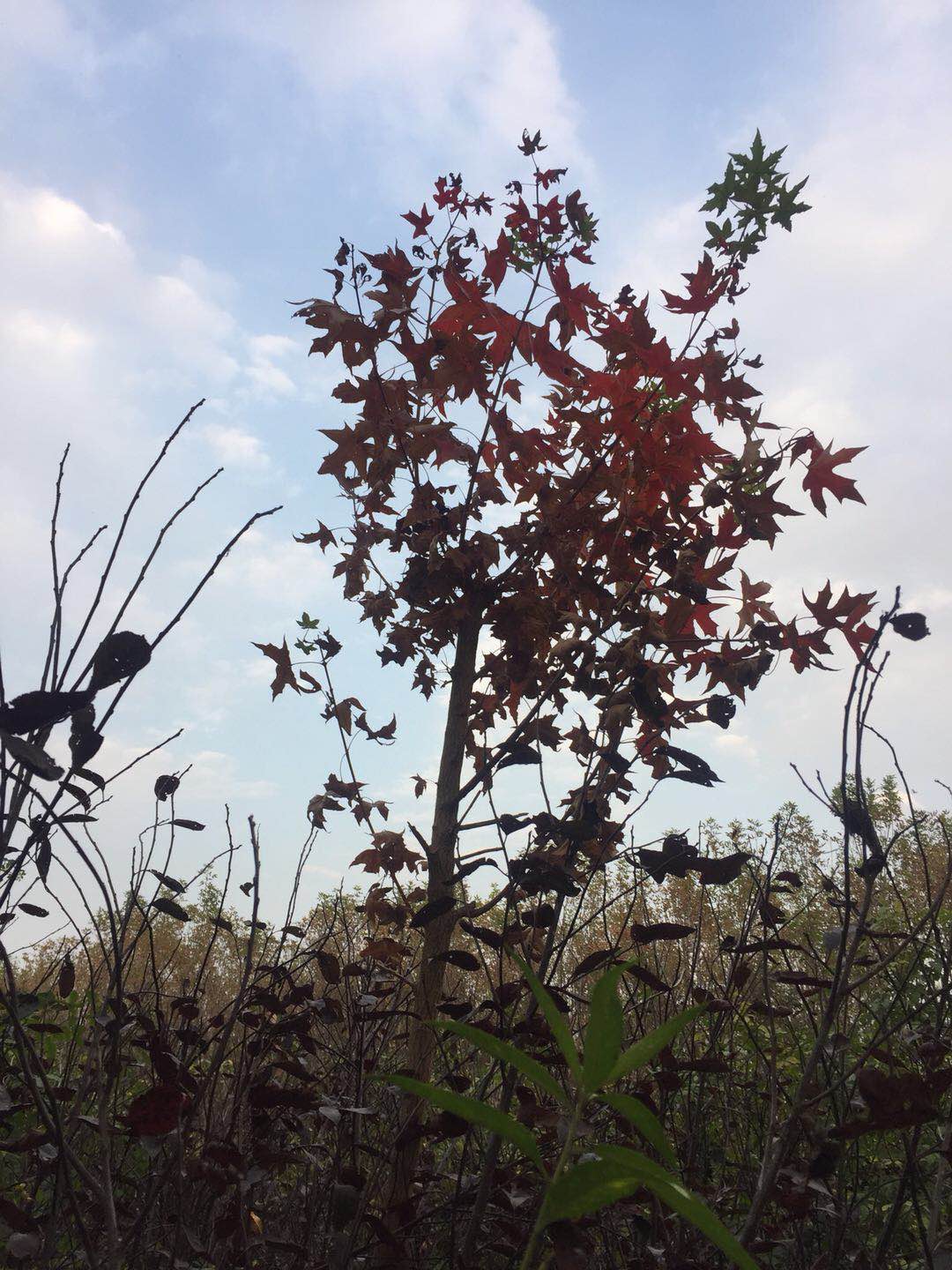 五角枫种植基地价格比较