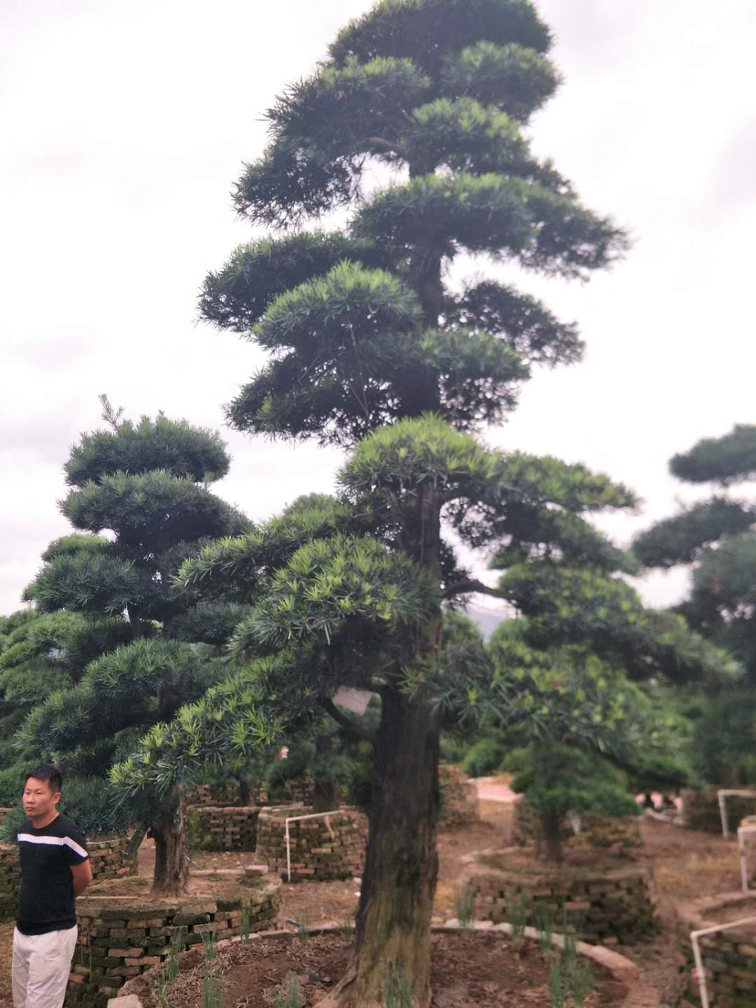 福建罗汉松 罗汉松价格 罗汉松批发 罗汉松供应商 罗汉松多少钱 罗汉松多少钱一棵 福建罗汉松哪家好 漳州罗汉松哪家好图片