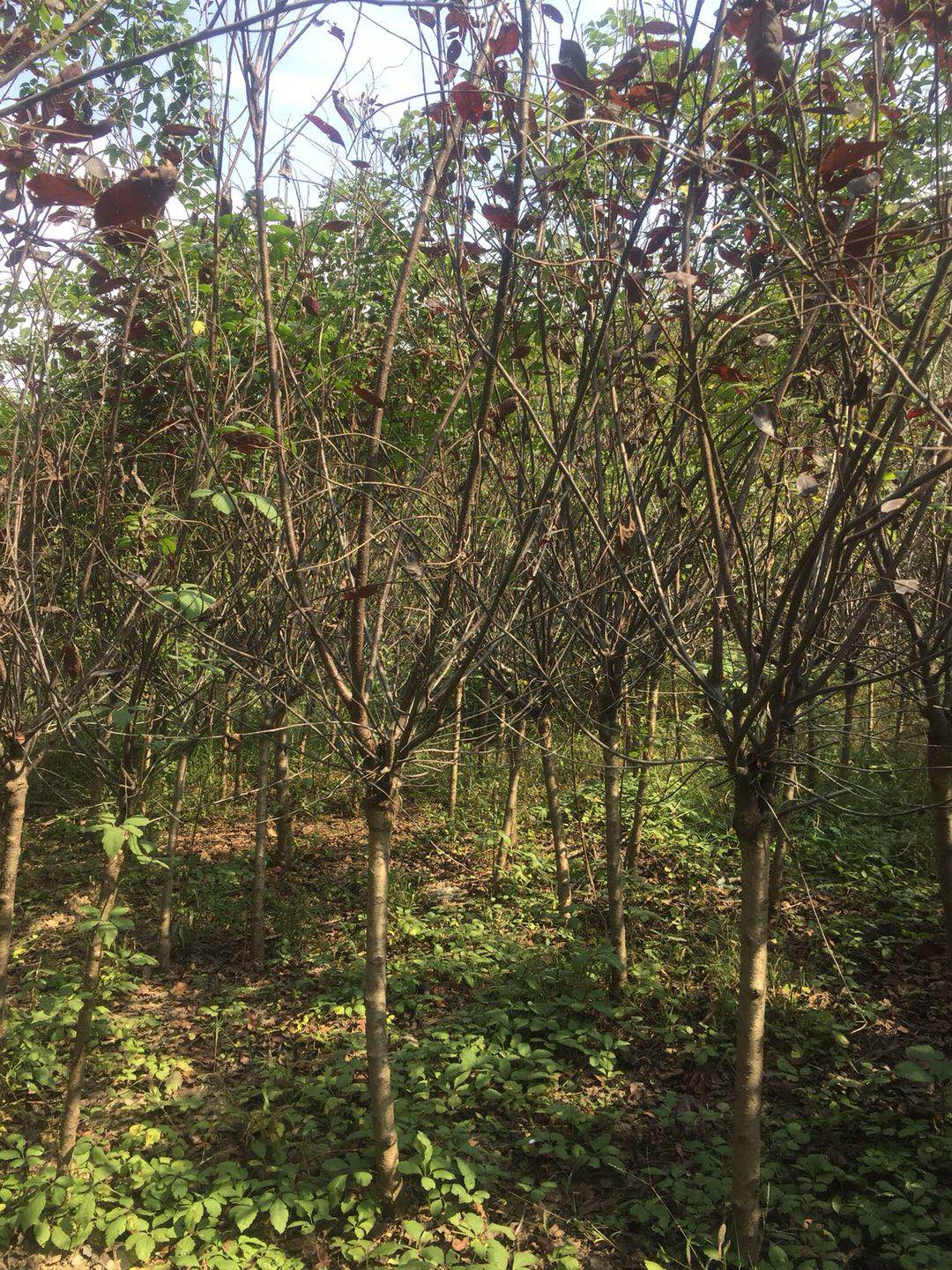 河南紫叶矮樱种植基地直销