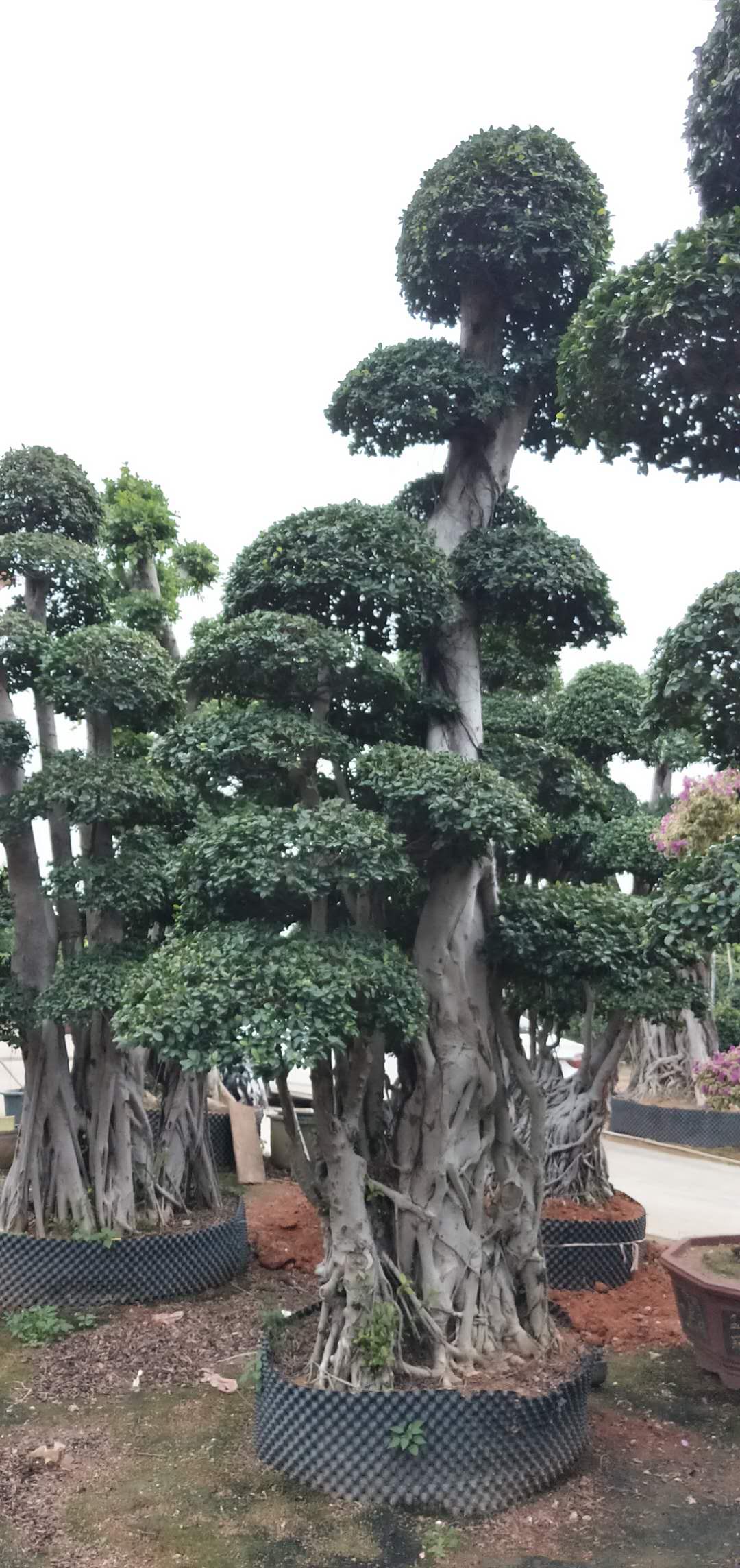 福建榕树 榕树批发 榕树批发价格 福建榕树批发价格 榕树种植基地 福建榕树哪家好 漳州榕树哪家好 榕树供应商 榕树报价图片