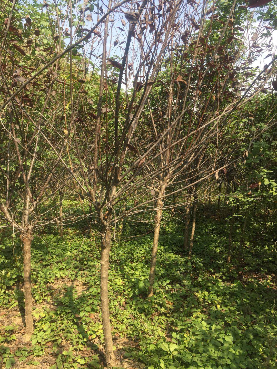 河南优质紫叶矮樱种植基地