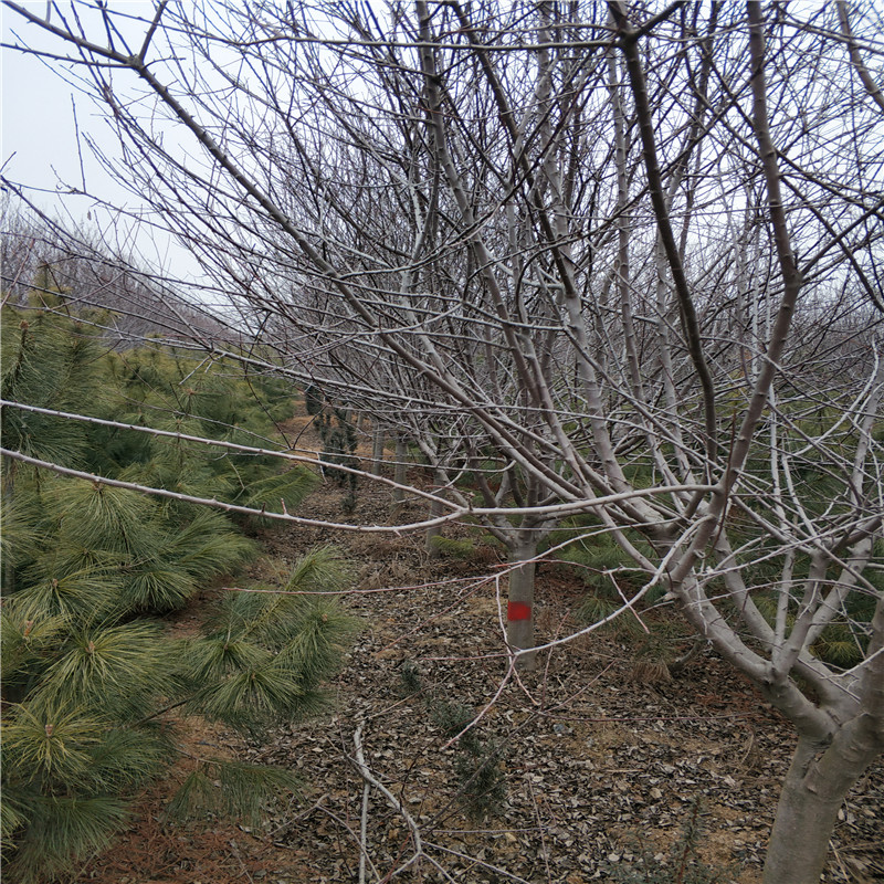 帅意高原之火海棠种植基地 大量现货供应 10公分高原之火海棠图片