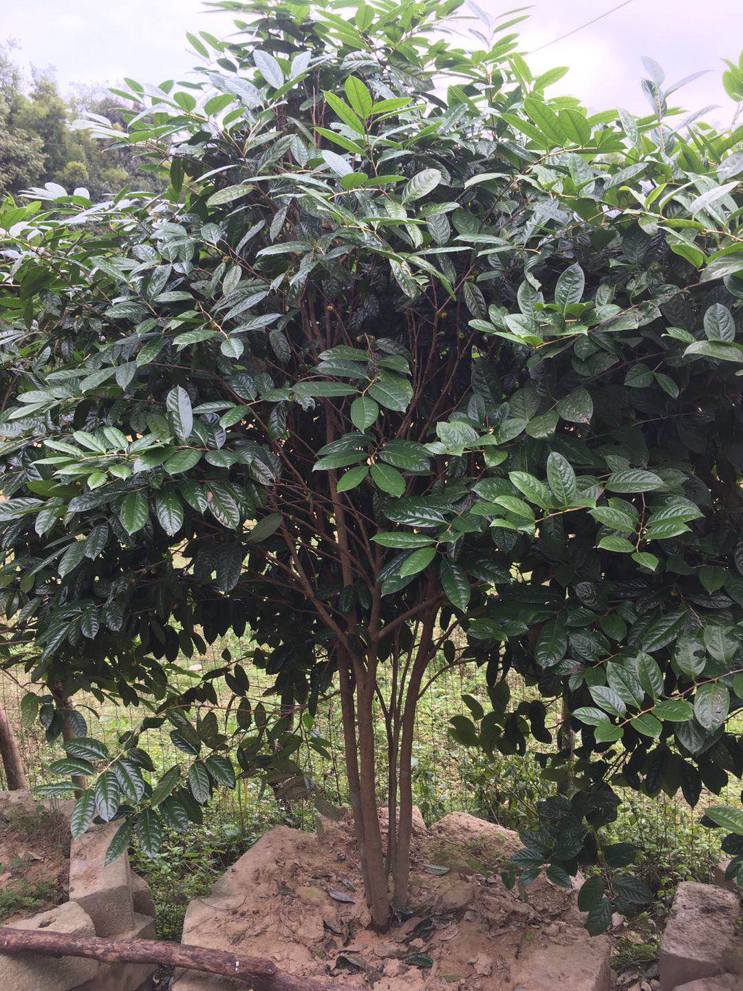 金花茶苗广西金茶花厂家 广西金茶花价格 广西金茶花供应商 广西金茶花批发  广西金茶花报价表 广西金茶花 金花茶苗