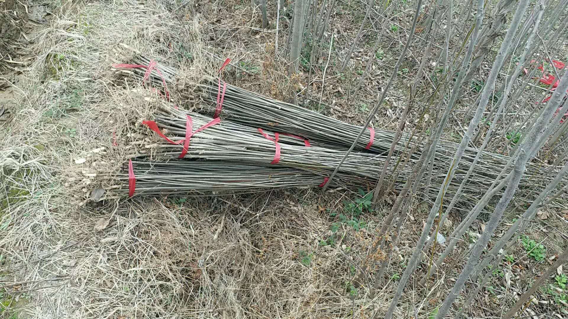 江西黄山栾树基地-江西黄山栾树价格/厂家批发报价供应商图片