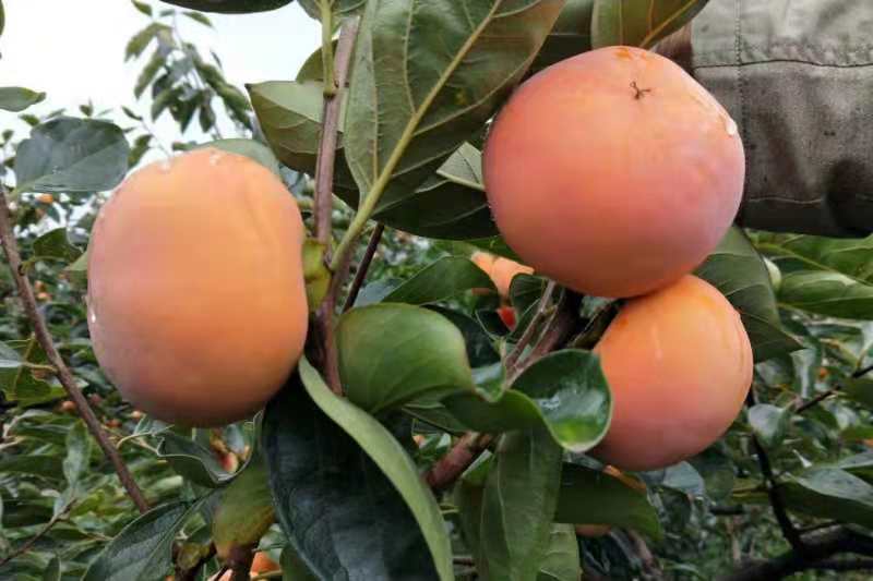 脆甜柿苗种植技术水晶脆甜柿怎么吃图片