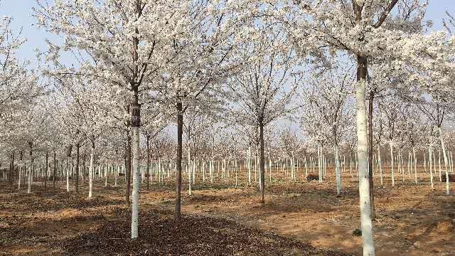 高杆樱花基地-山东青岛品种樱花/厂家批发价格报价供应商