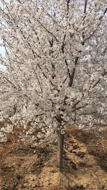 山东青岛高杆樱花基地山东青岛高杆樱花基地-青岛高杆樱花价格/厂家批发报价供应商