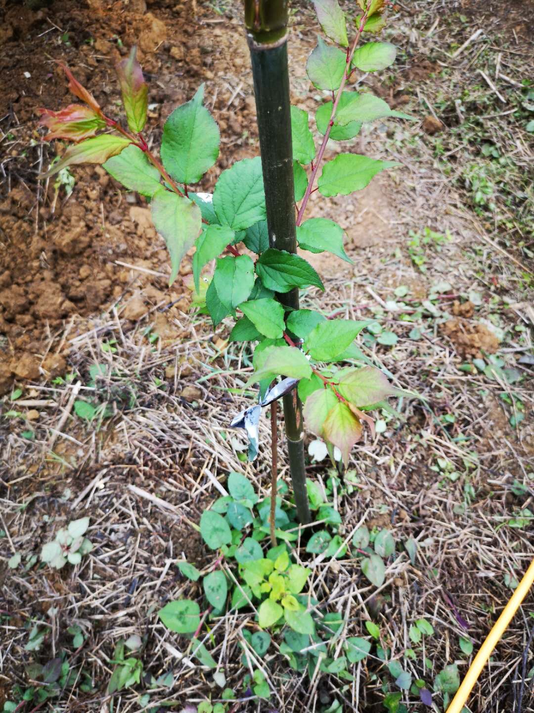 优质青梅苗批发种植基地