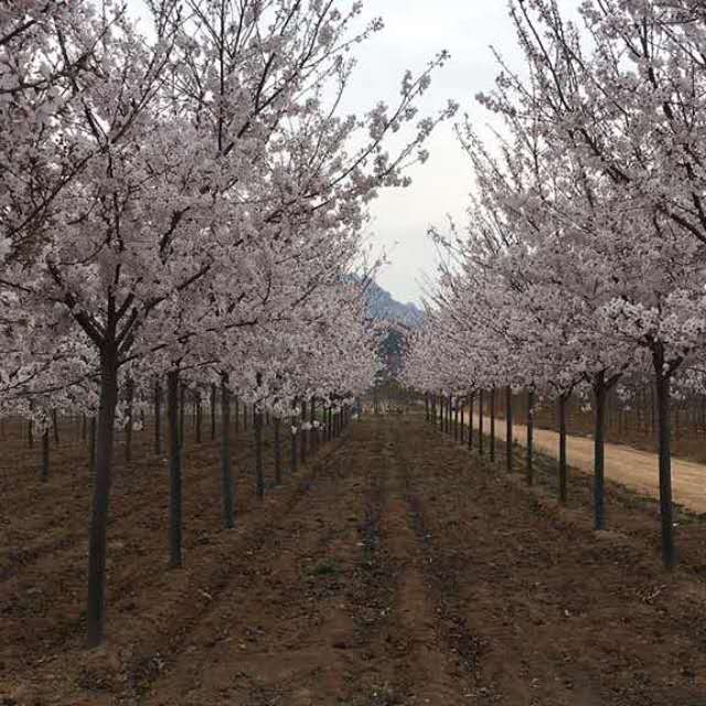 青岛市高杆樱花基地厂家