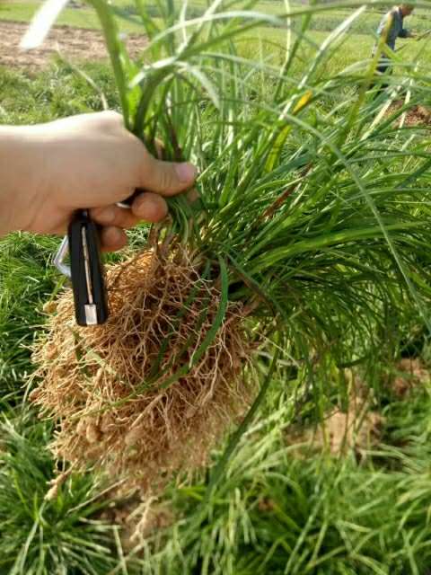 大量麦冬草苗批发|麦冬草苗种植基地|麦冬草苗批发价|麦冬草苗供应|麦冬草苗直销