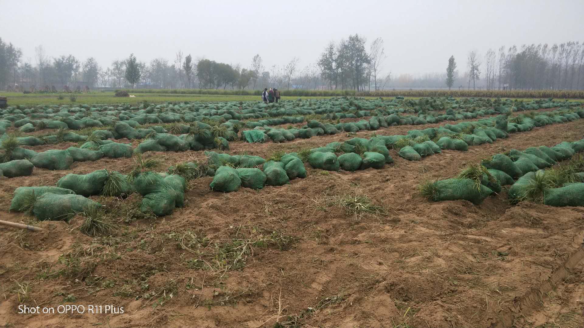 北京丹冬草种植基地北京丹冬草种植基地| 北京丹冬草批发价| 北京丹冬草报价| 北京丹冬草供应商|