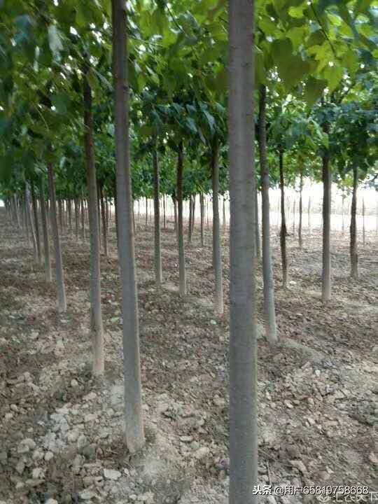 河南周口楸树种植基地图片