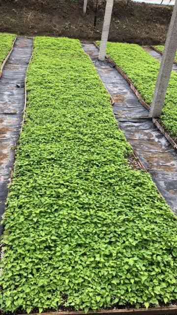 河南楸树苗种植基地哪家好图片