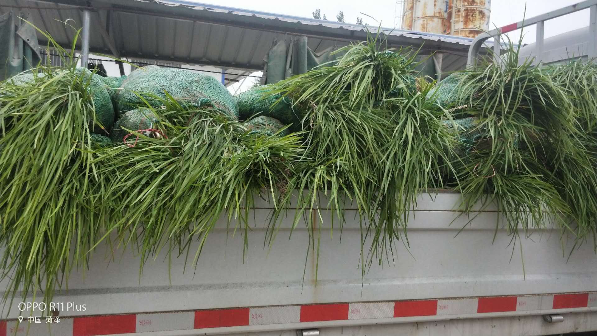 河北麦冬草批发价｜ 河北麦冬草报价｜ 河北麦冬草多少钱｜ 河北麦冬草种植基地｜麦冬草种植基地