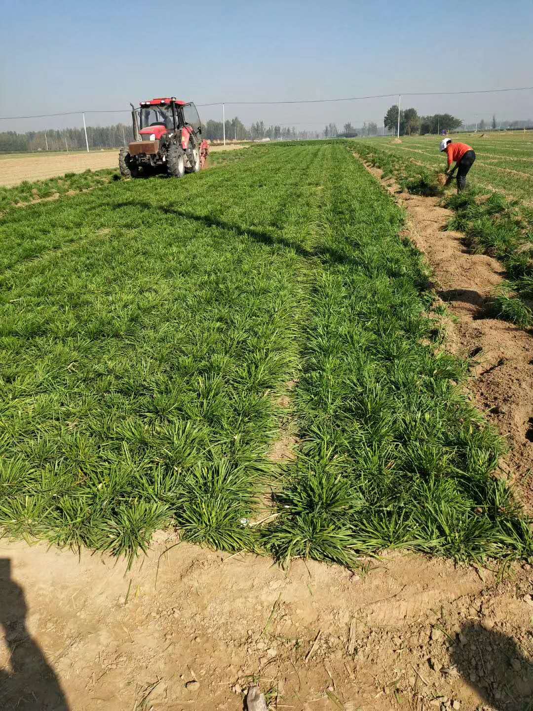 菏泽市山东麦冬草苗种植基地厂家