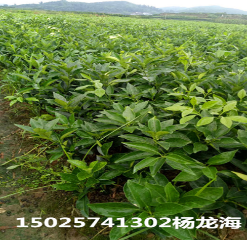紐荷爾臍橙苗圖片