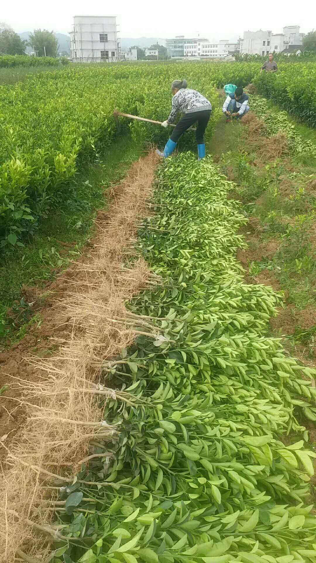 广西沃柑果苗广西沃柑果苗-广西砂糖桔基地-广西茂谷柑/厂家批发价格报价供应商