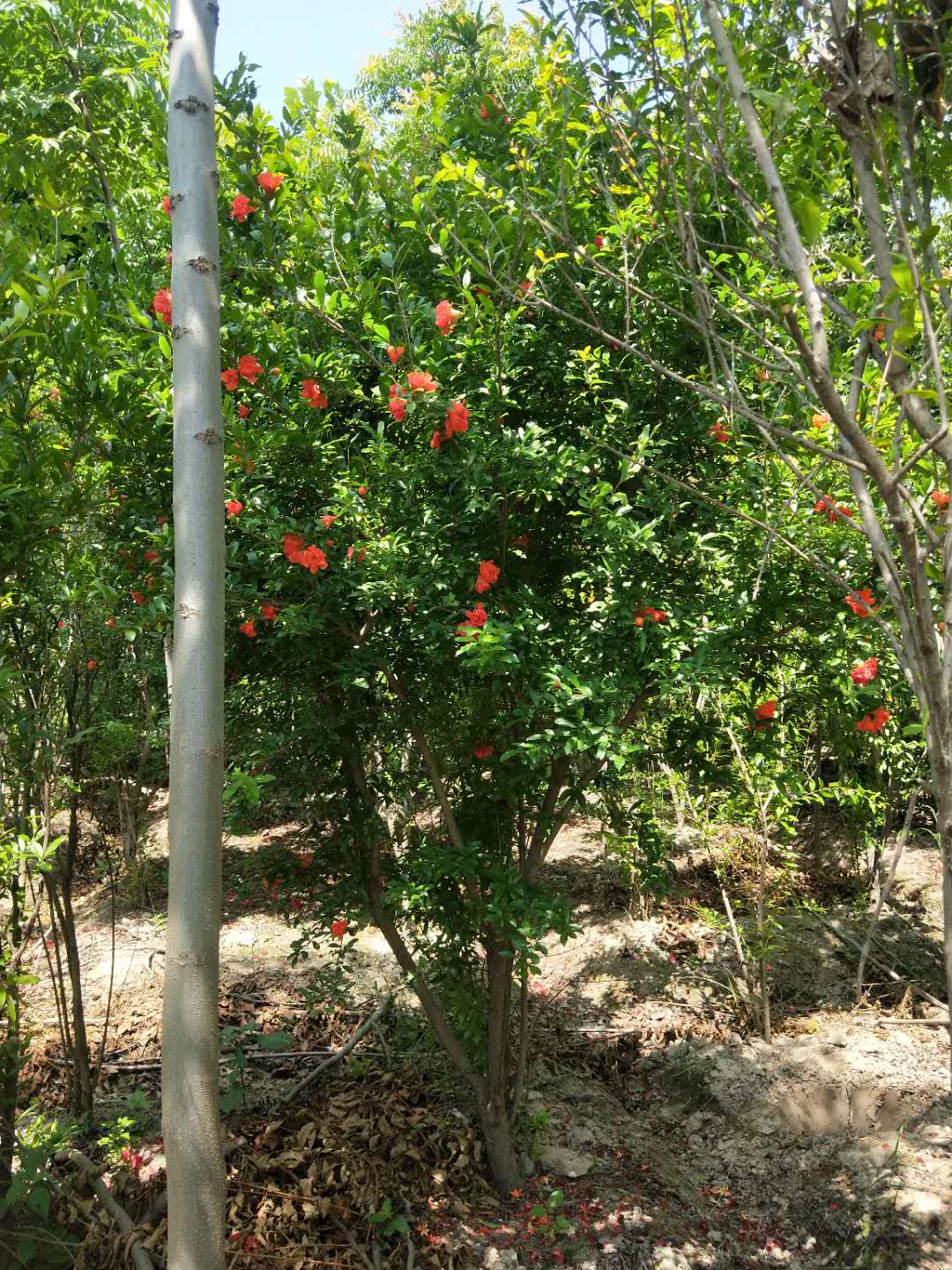 花石榴花石榴 优质花石榴哪家好卖 江苏花石榴供应商 江苏宿迁优质花石榴 优质花石榴出售 江苏优质花石榴价格 优质花石榴报价