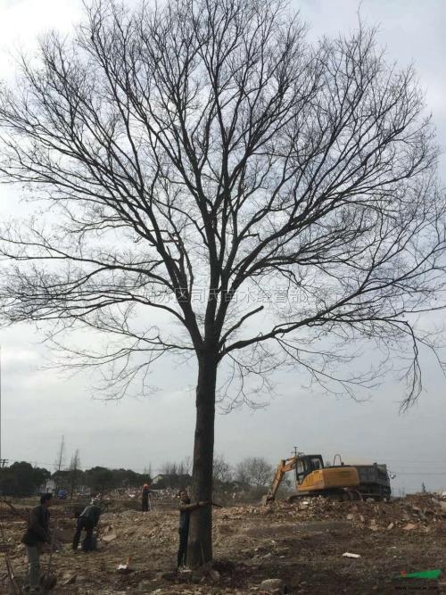 榉树 江苏榉树哪家好卖 江苏榉树供应商 江苏宿迁优质榉树 江苏优质榉树出售 江苏优质榉树价格 江苏优质榉树报价图片