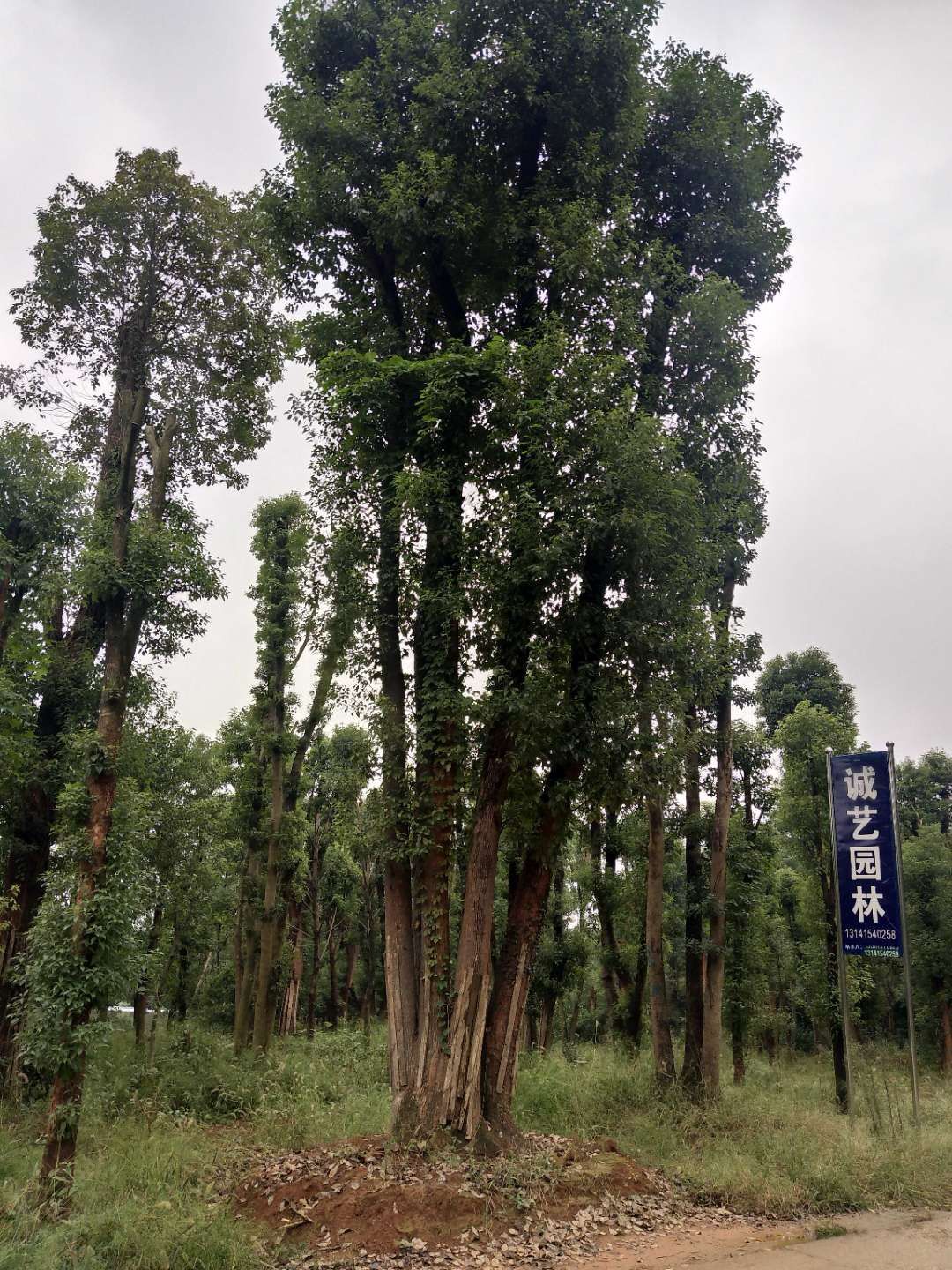 香樟-丛生香樟-湖南益阳丛生香樟价格/厂家批发报价供应商图片