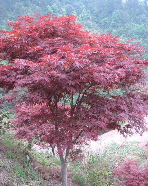 湖南益阳红枫基地-湖北三角枫价格-广西三角枫基地/厂家报价供应商图片