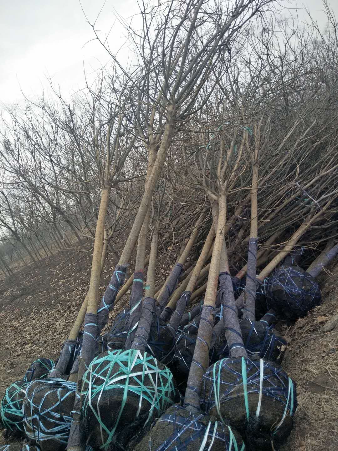 济宁国槐树种植基地-供货商批发价格图片