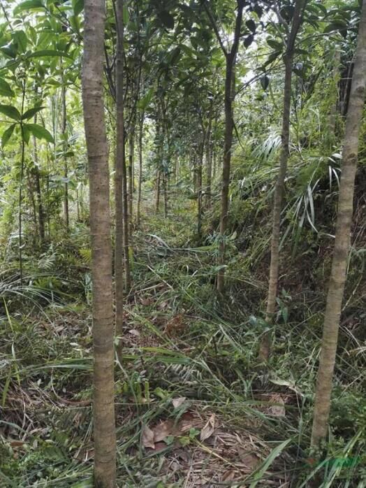 广西桂林哪里有桂花小苗卖-梧州桂花小苗基地/厂家价格报价供应商图片