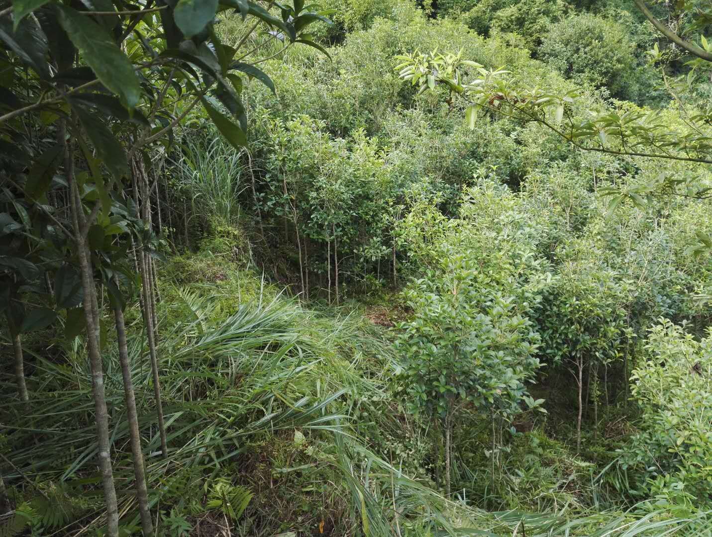 广东桂花苗木批发广东桂花苗木批发_广东桂林桂花树苗价格-广东桂花树苗厂家