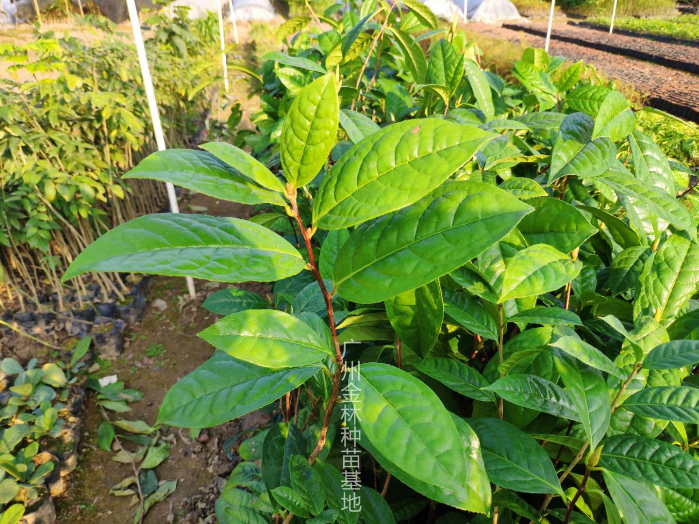 供应金花茶种苗 10-100cm 广东金花茶种苗基地直销 金花茶种苗